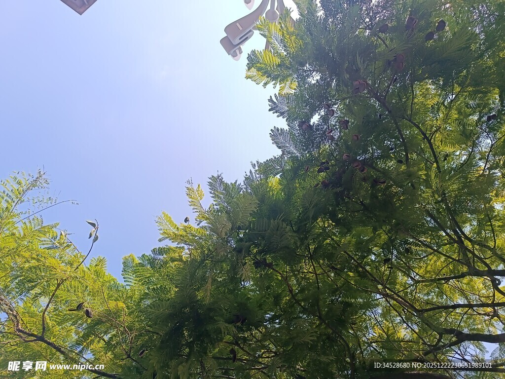 仰视葱郁树冠蓝天美景