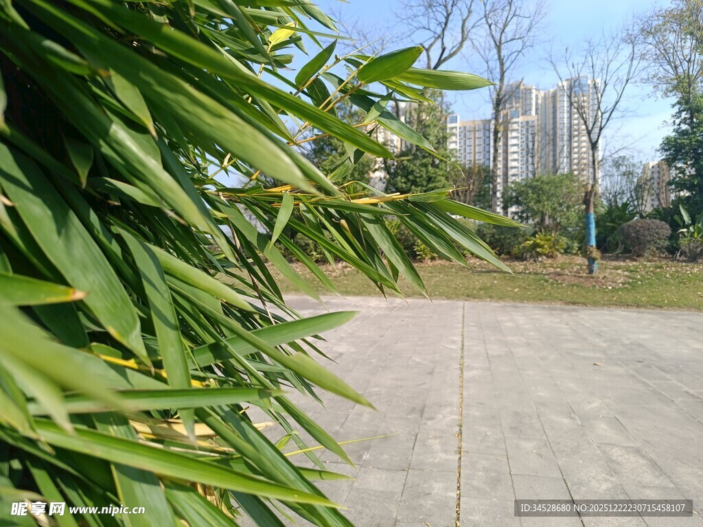 路边翠绿竹叶与远处建筑