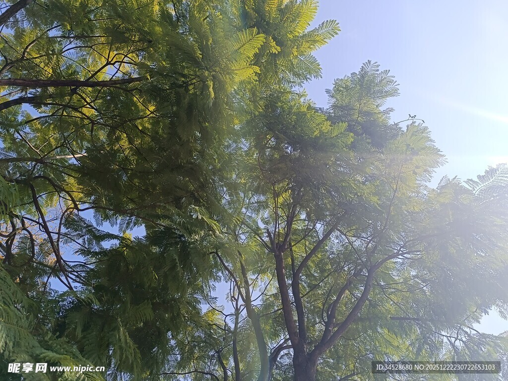 阳光透过枝叶的清新景象