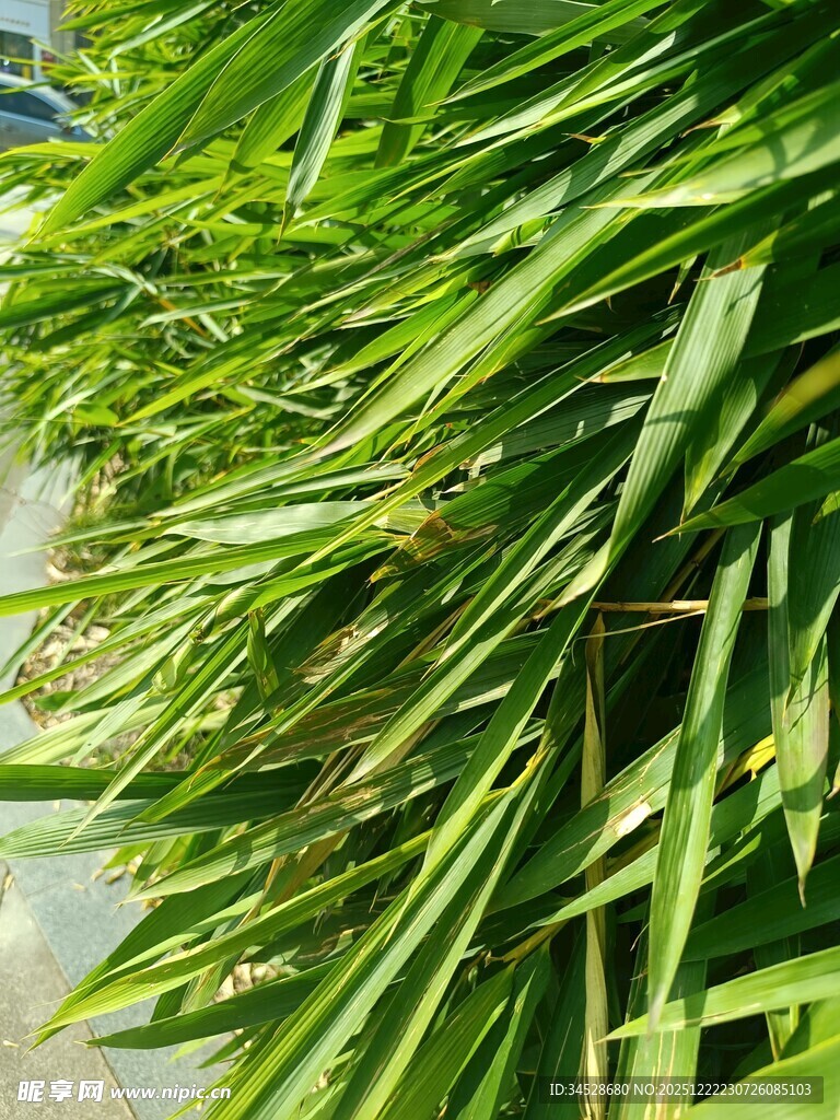 翠绿繁茂的热带植物叶片