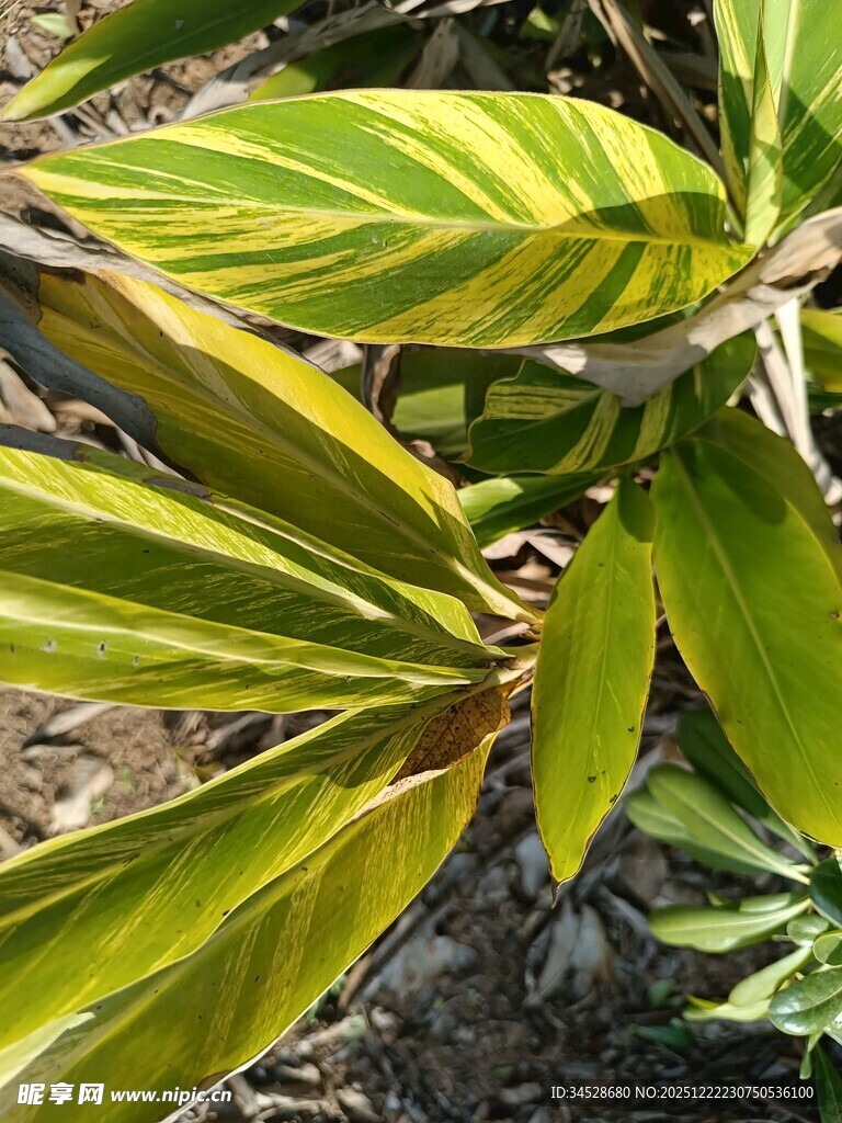 黄绿相间的独特叶片