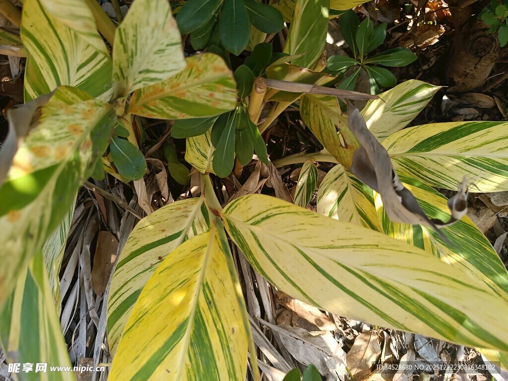 黄绿条纹叶片植物特写