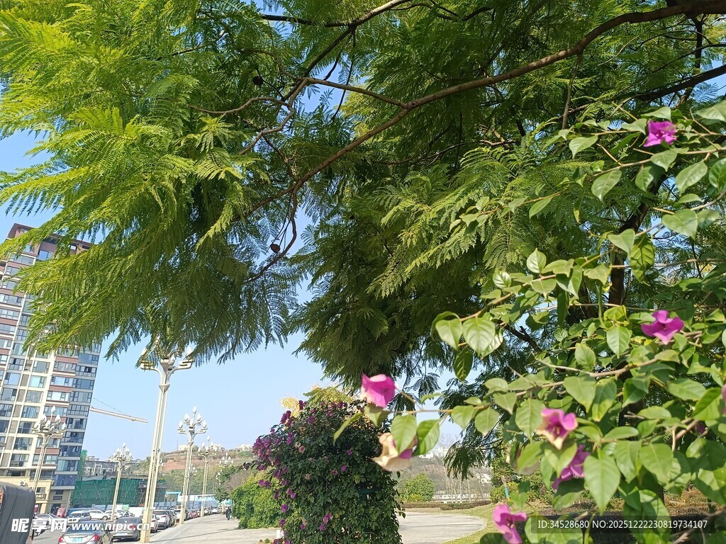 绿树繁花映衬城市风光