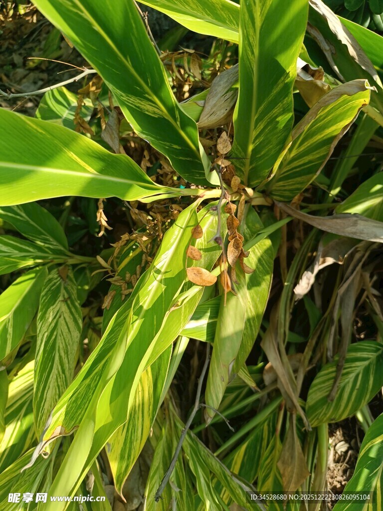 翠绿叶片间的植物特写