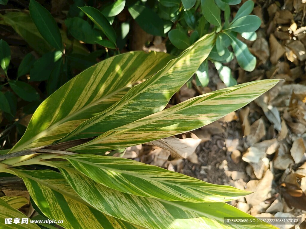 黄绿条纹叶片植物特写