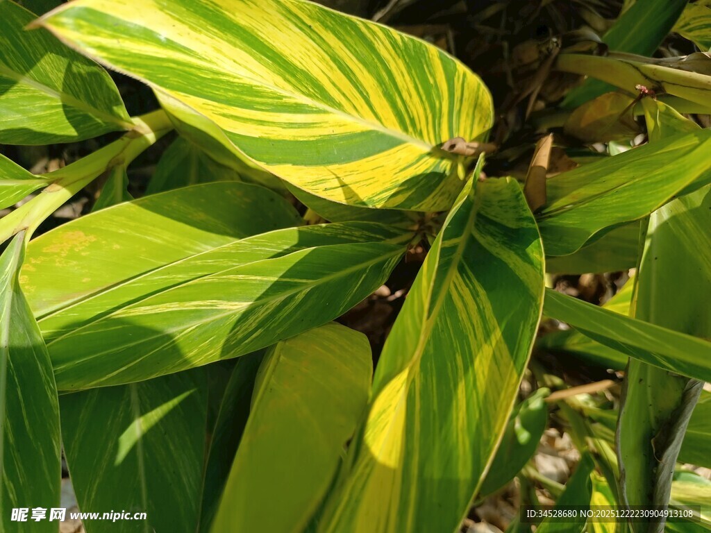 黄绿相间叶片特写