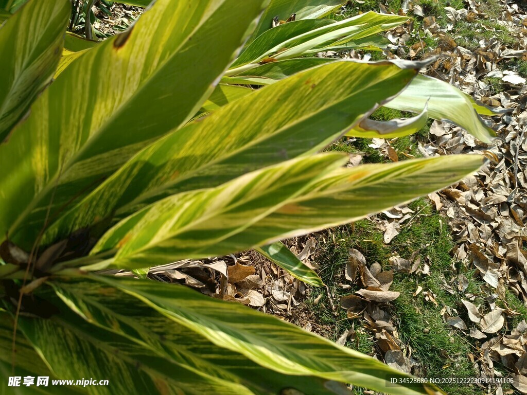 翠绿斑斓的植物叶片