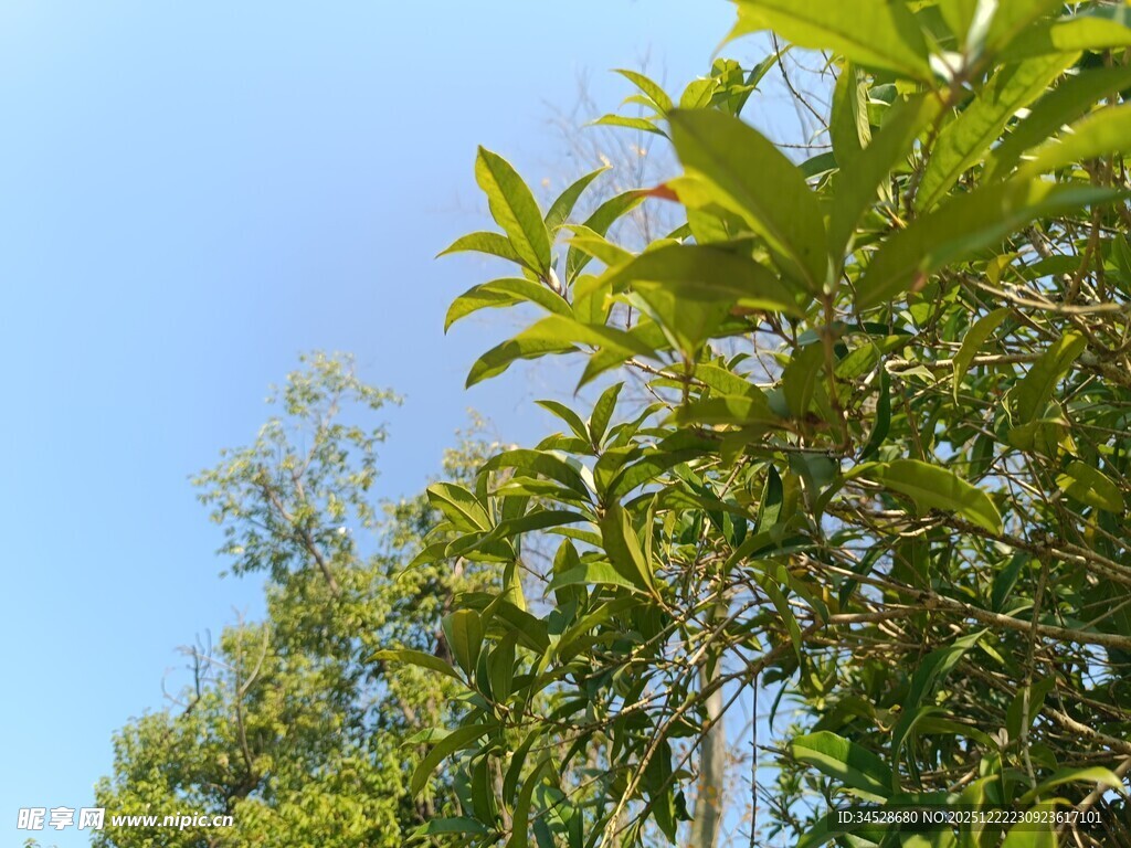 蓝天映衬下的繁茂绿树