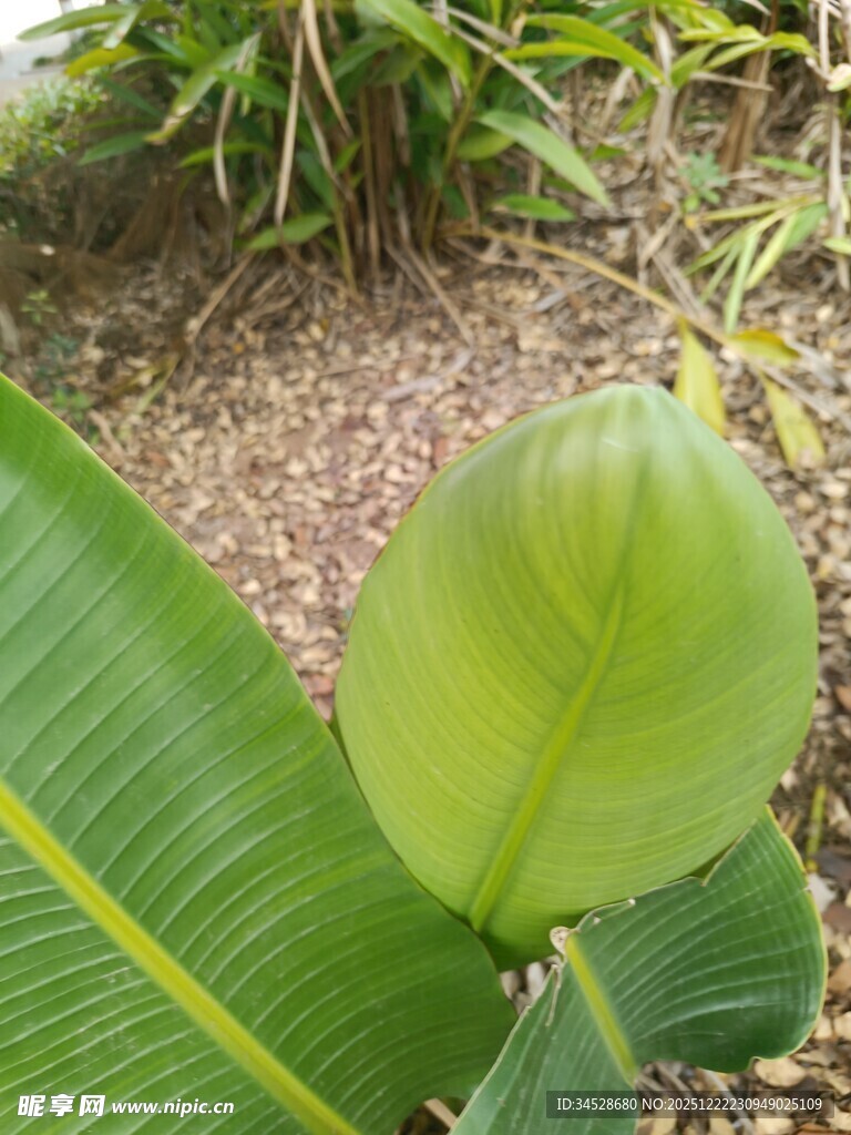 翠绿芭蕉叶特写