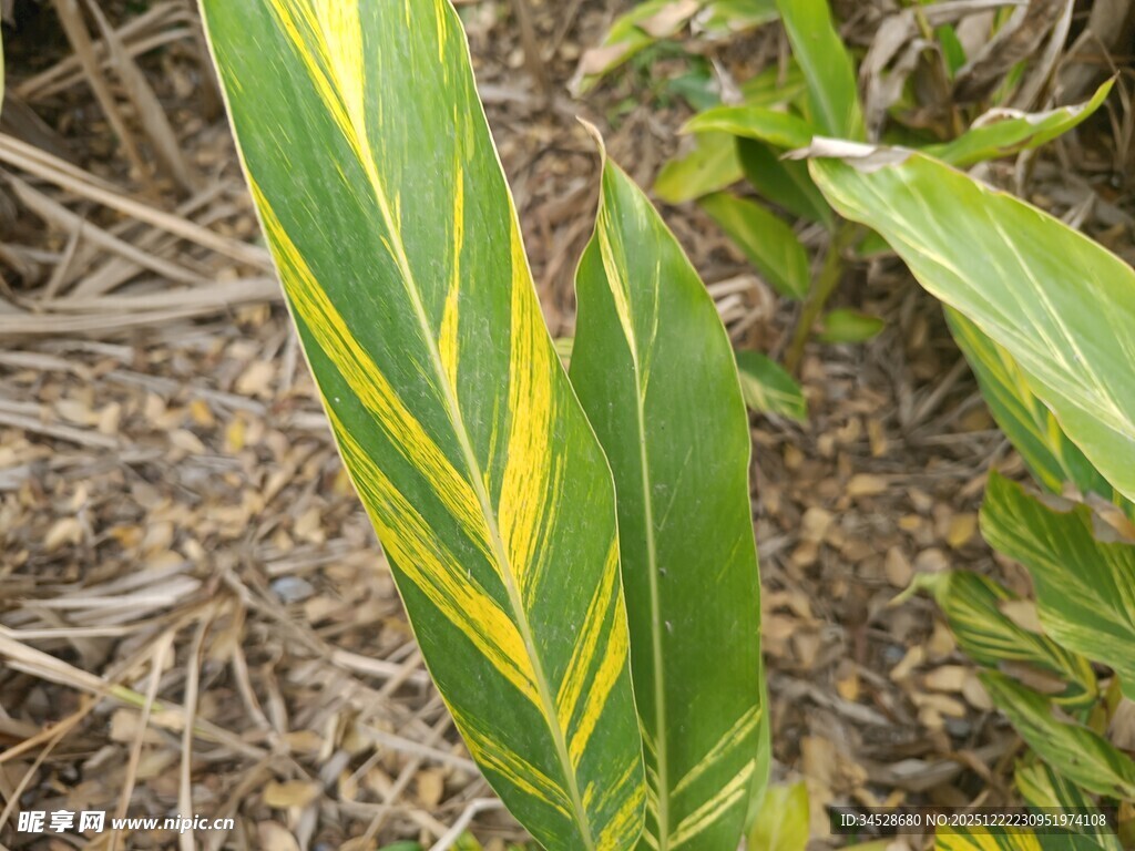 黄绿相间叶片的植物