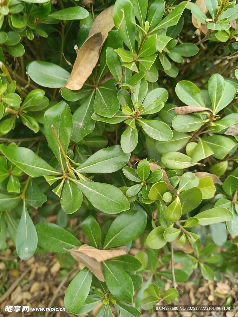 翠绿繁茂的低矮绿植