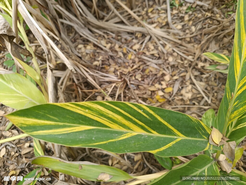 黄绿条纹叶片的植物