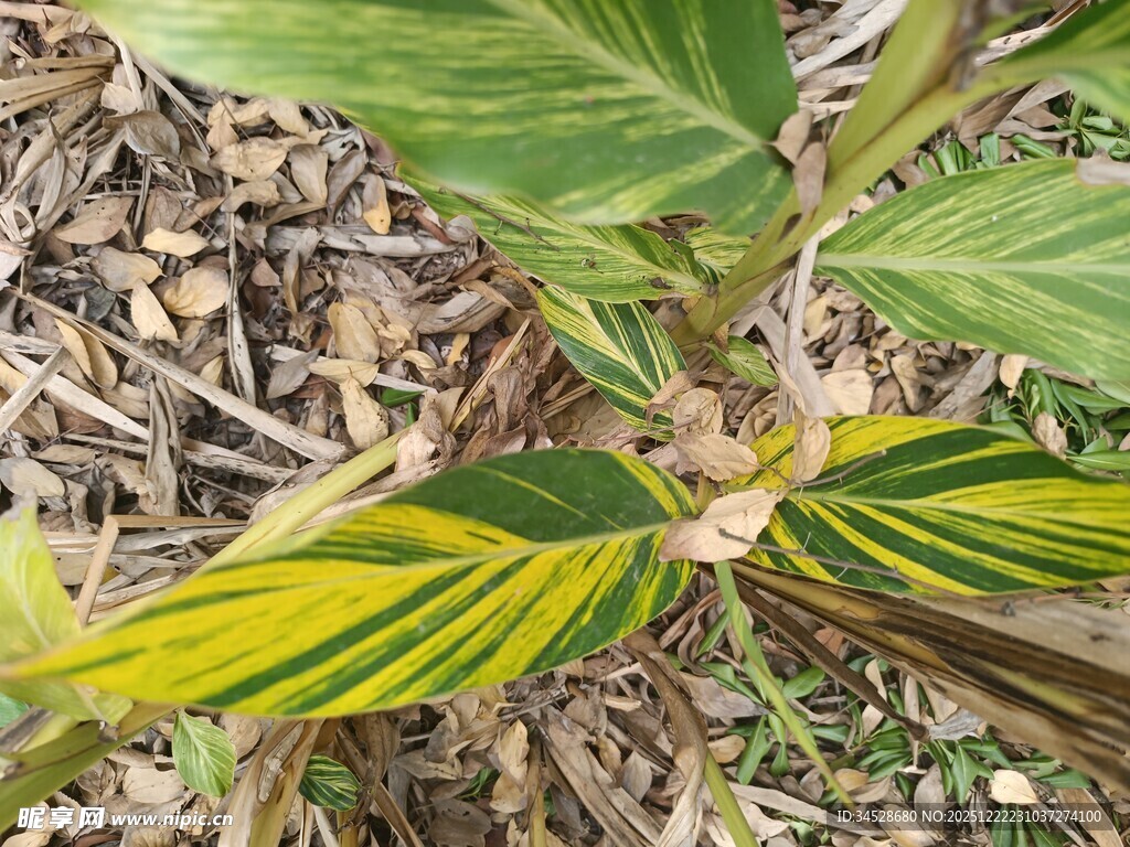 斑斓叶片的植物特写
