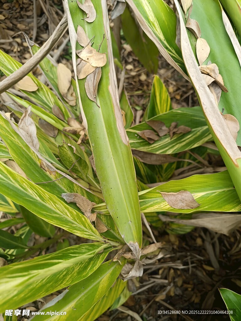 黄绿相间的植物叶片