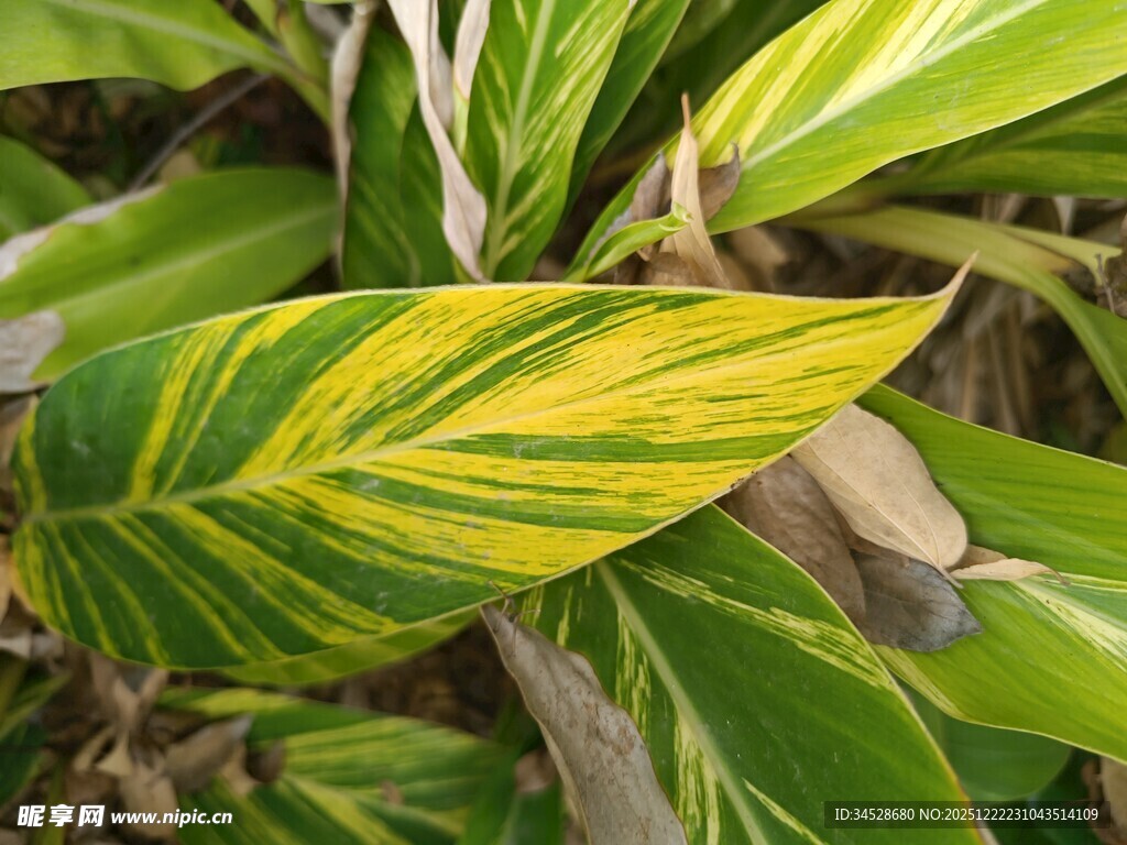 黄绿相间的斑斓叶片