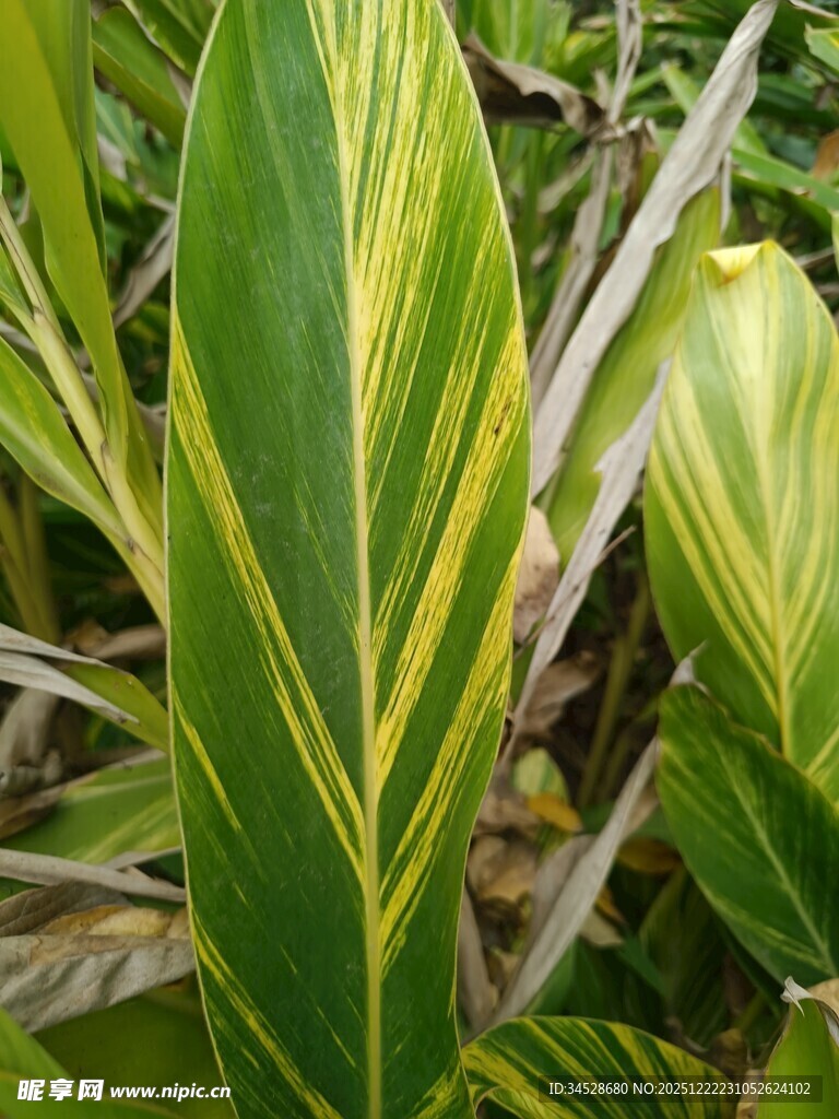 黄绿条纹叶片植物特写