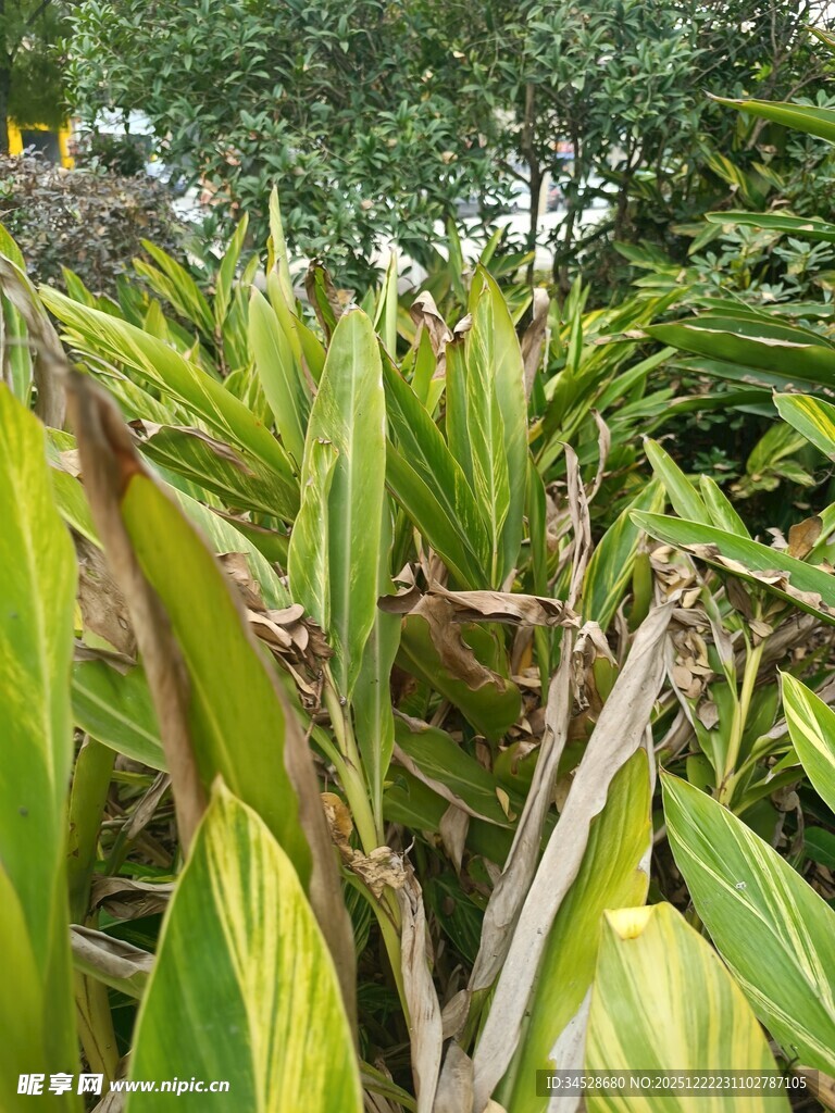 翠绿斑斓的热带植物景观