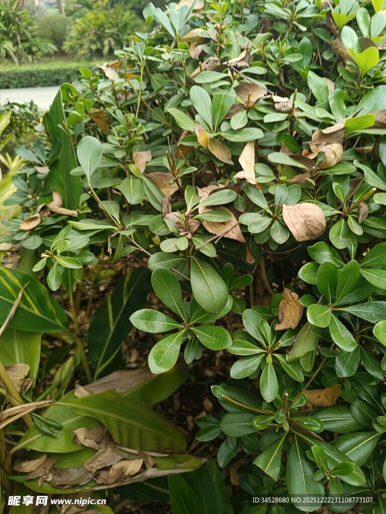 绿叶丛中的果实