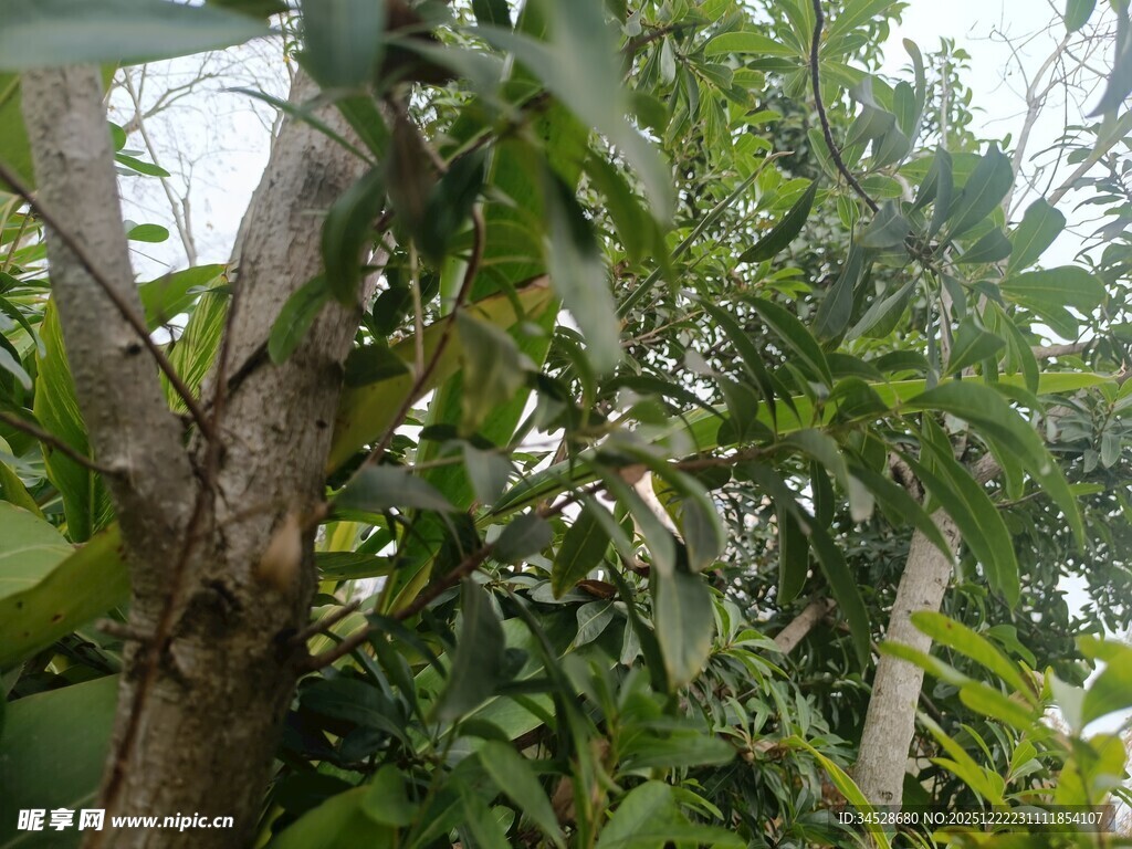 繁茂树林中的绿意景象