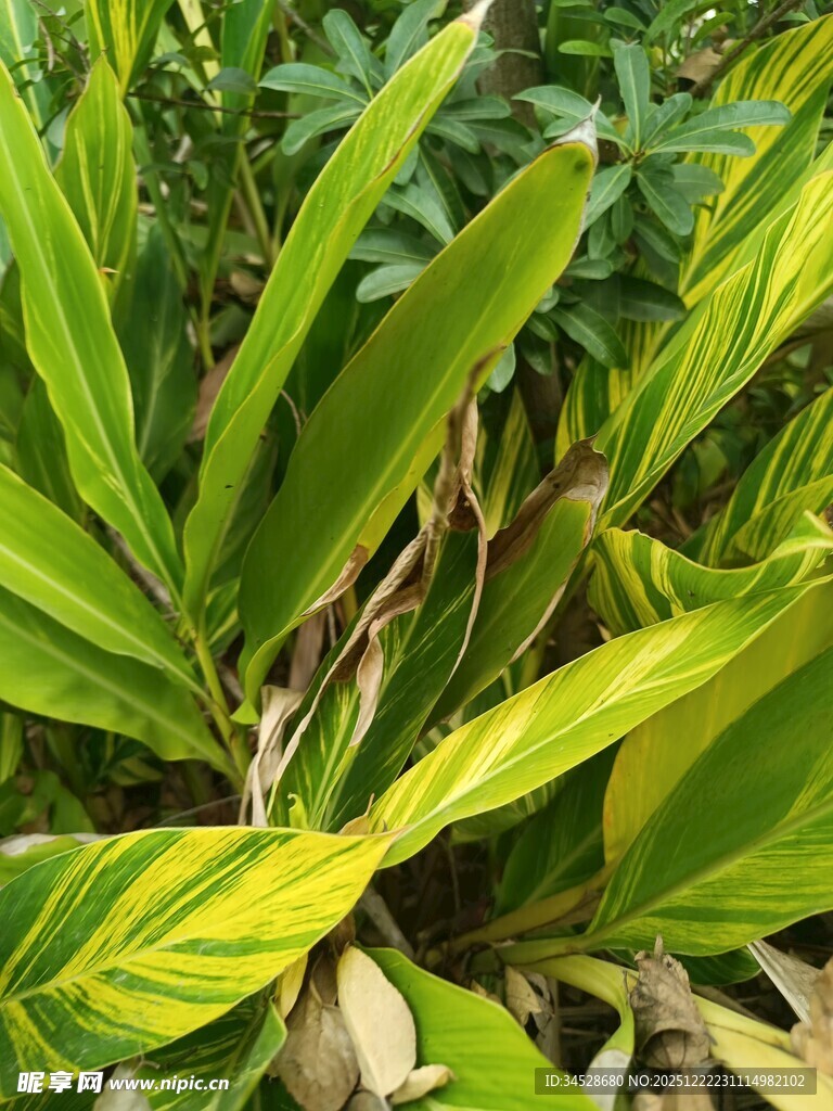 翠绿斑斓的热带植物叶片