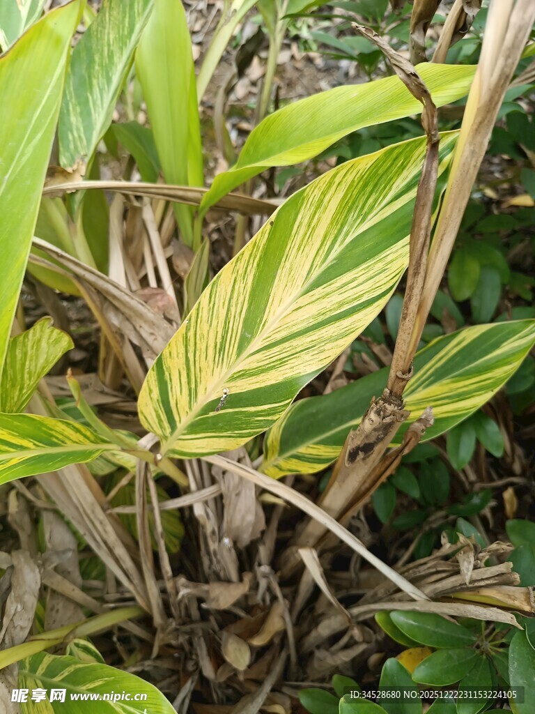 斑斓条纹叶片的绿植