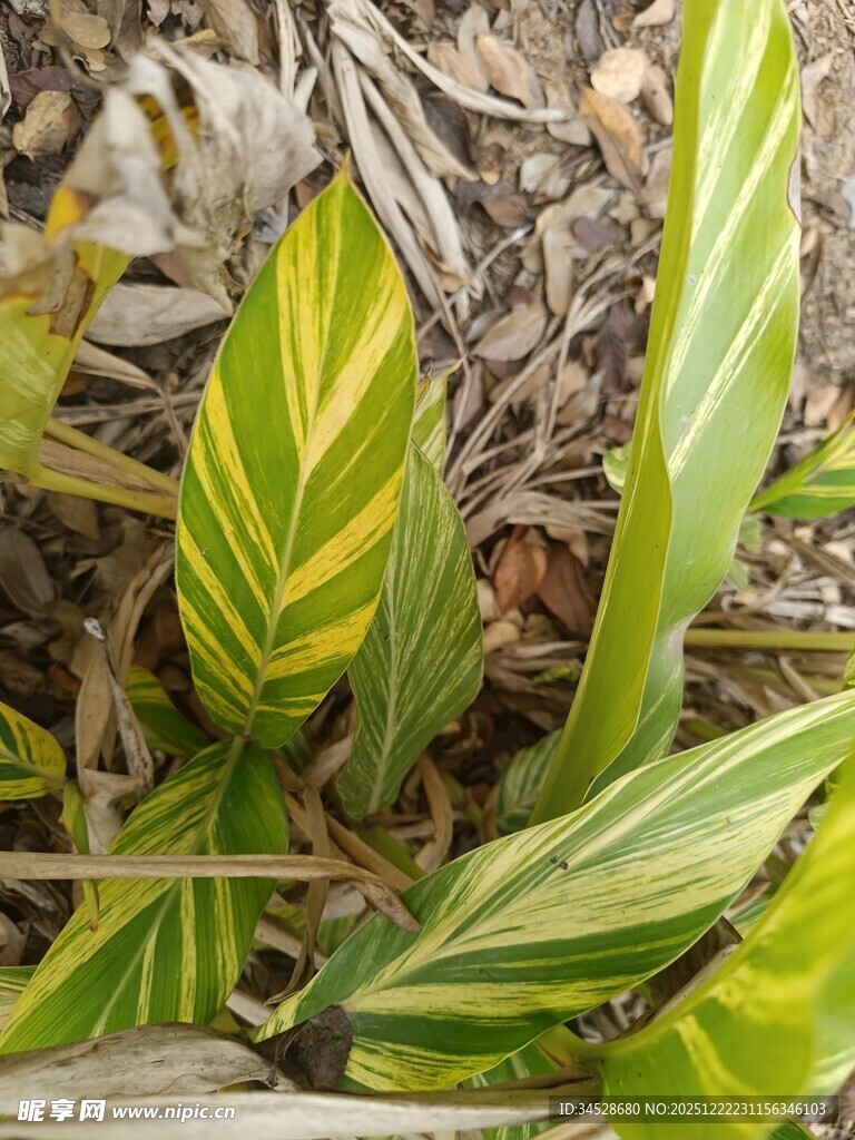 黄绿条纹叶片植物特写