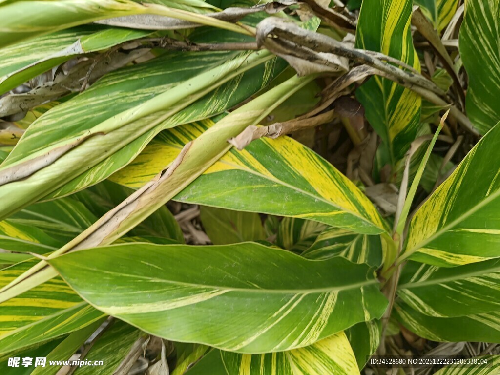 翠绿斑斓的热带植物叶片