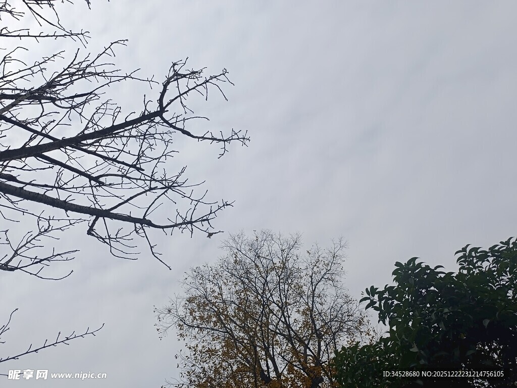 冬日枯树与朦胧天空