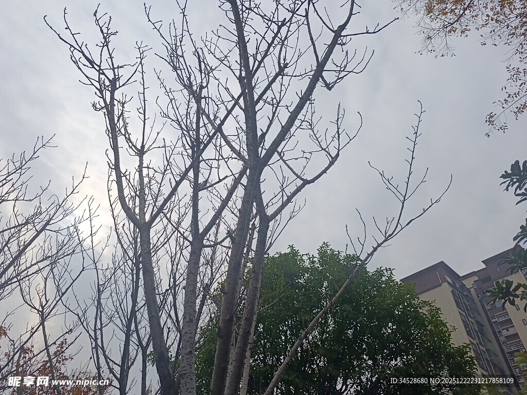 冬日光秃树木与绿植景观