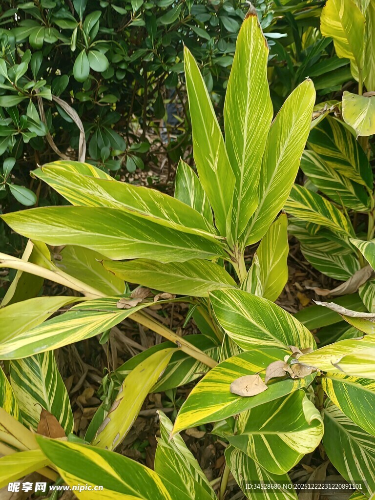 黄绿相间叶片的植物