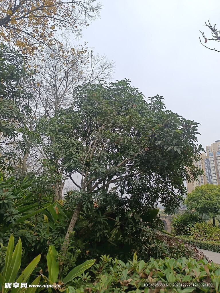 园林绿植景观图