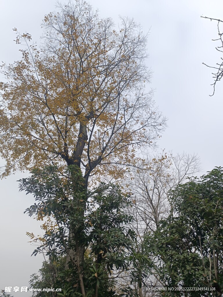 秋日挺拔树木景观