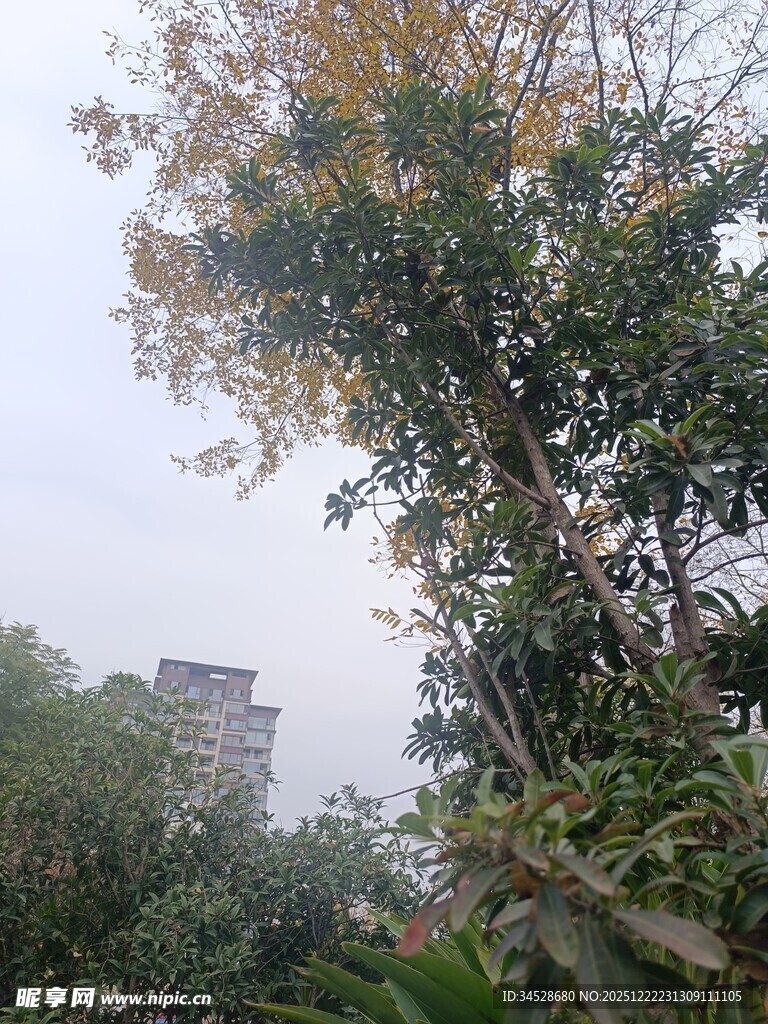 雾中树林与远处建筑