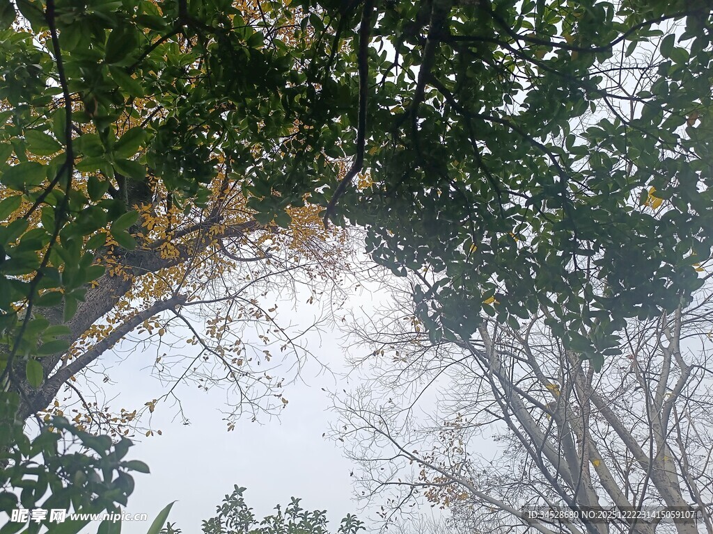 仰视树冠下的斑驳光影