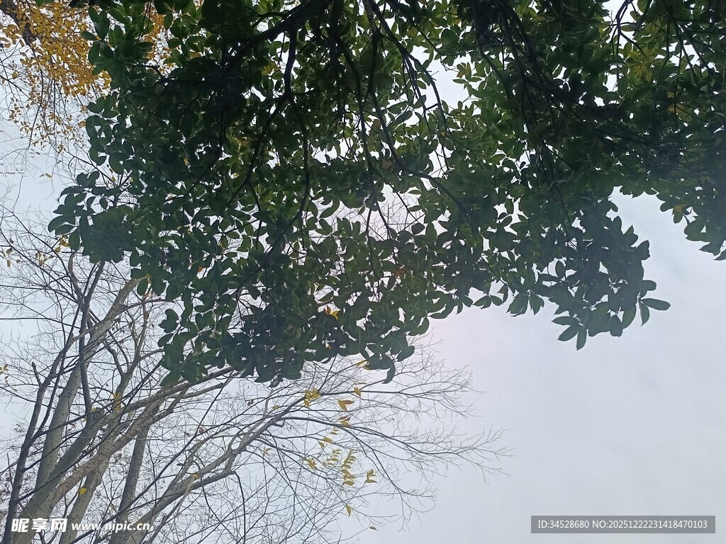 树梢间的天空景致