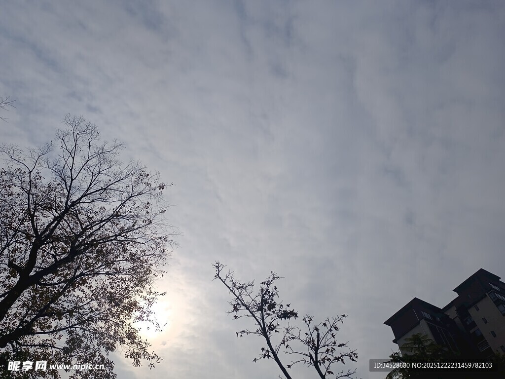 冬日树梢间的朦胧日光