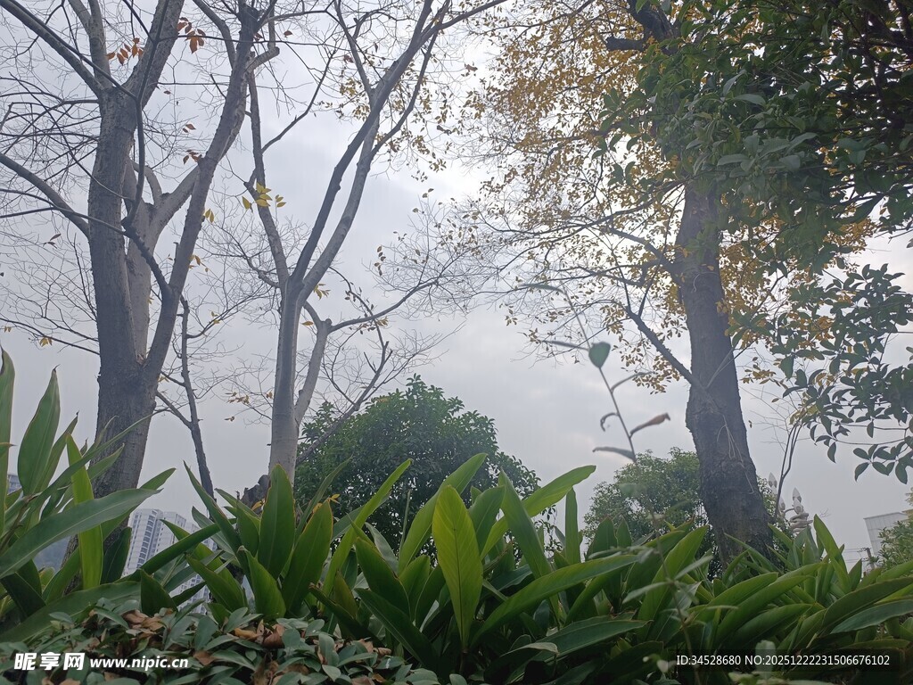 雾中树林与绿植景观