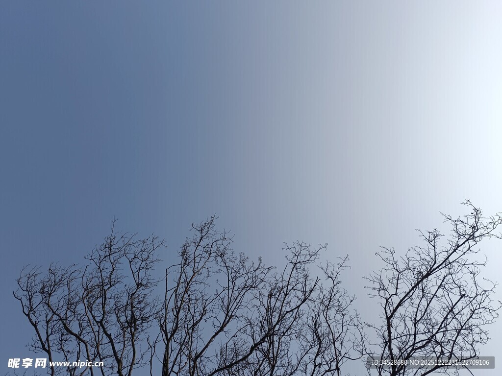 蓝天枯枝景象