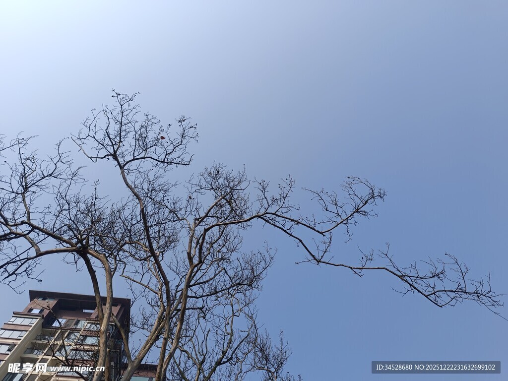 蓝天枯枝旁的高楼