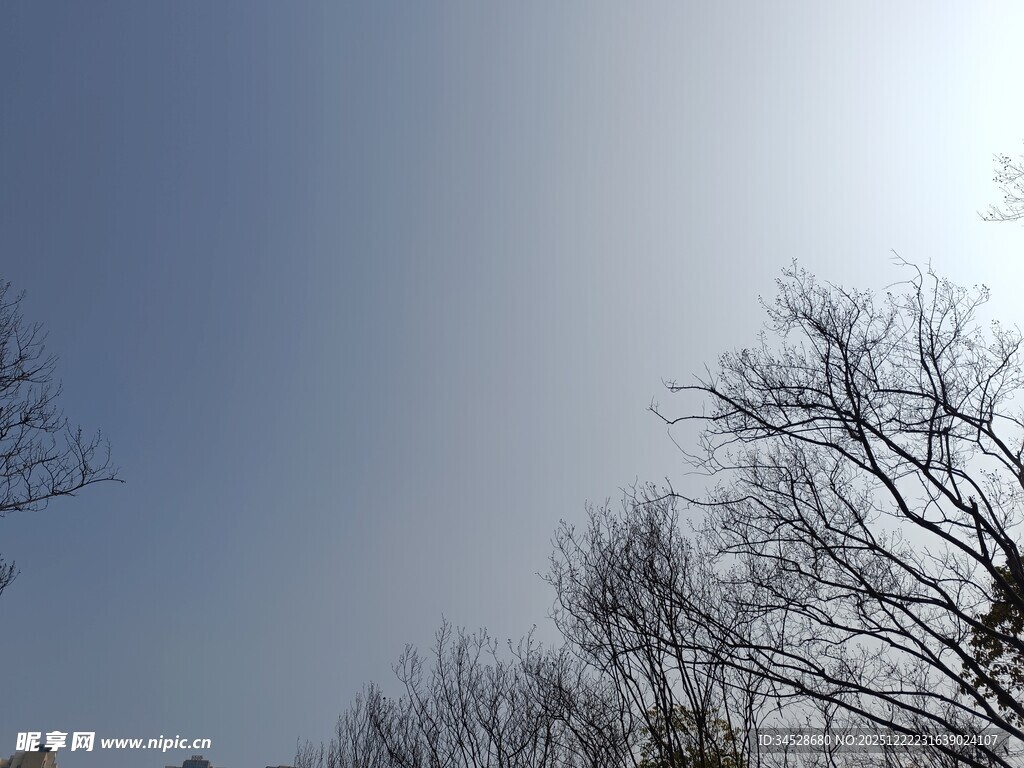 冬日晴空下的光秃树枝