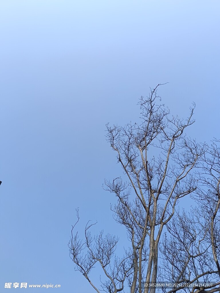 蓝天映衬下的光秃树木