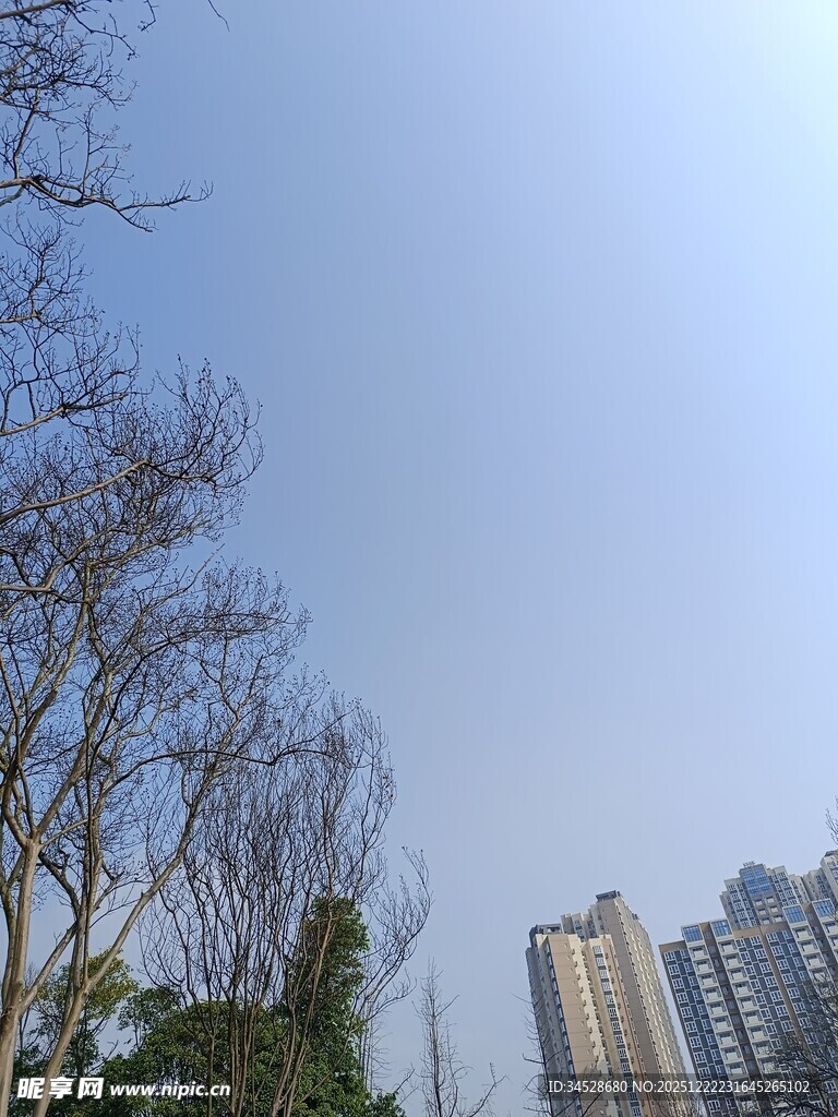 城市中光秃树木与高楼景象