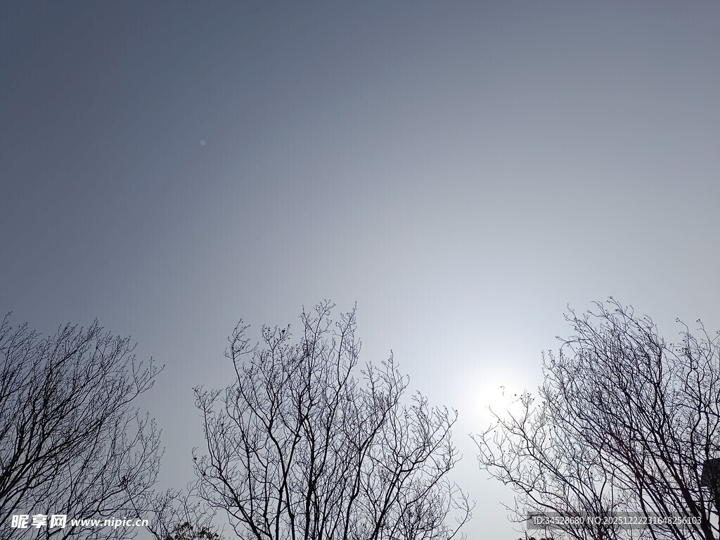 冬日光秃树木与明亮天空