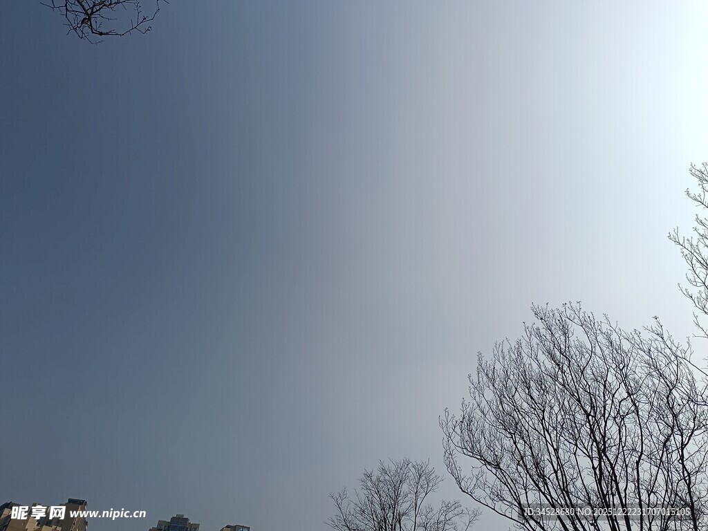 冬日晴空下的光秃树木