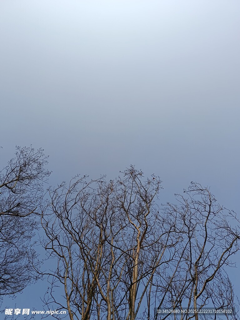 冬日光秃树木与灰蓝天际
