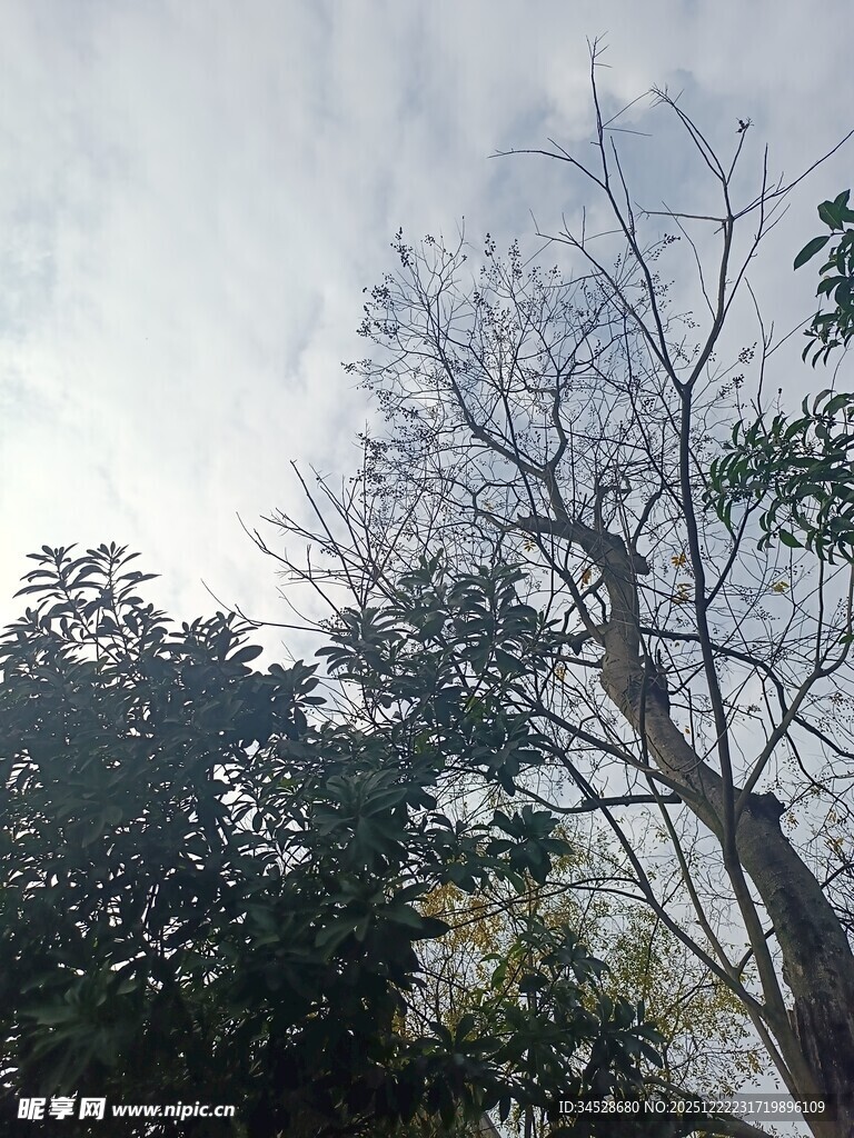 雨中枯树与繁茂绿植