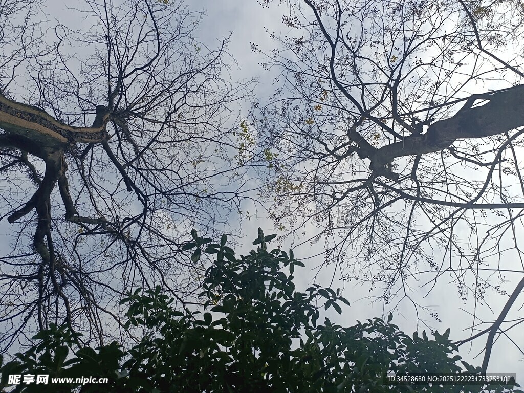 仰视枯树与枝叶