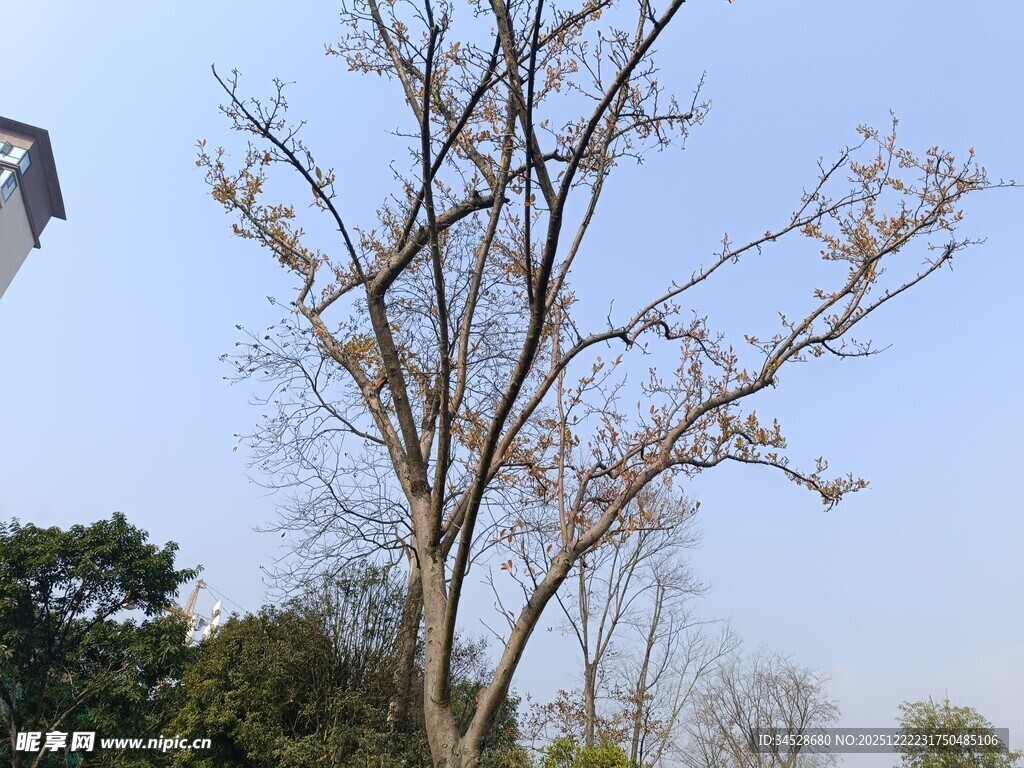 光秃树木立于晴朗天空下