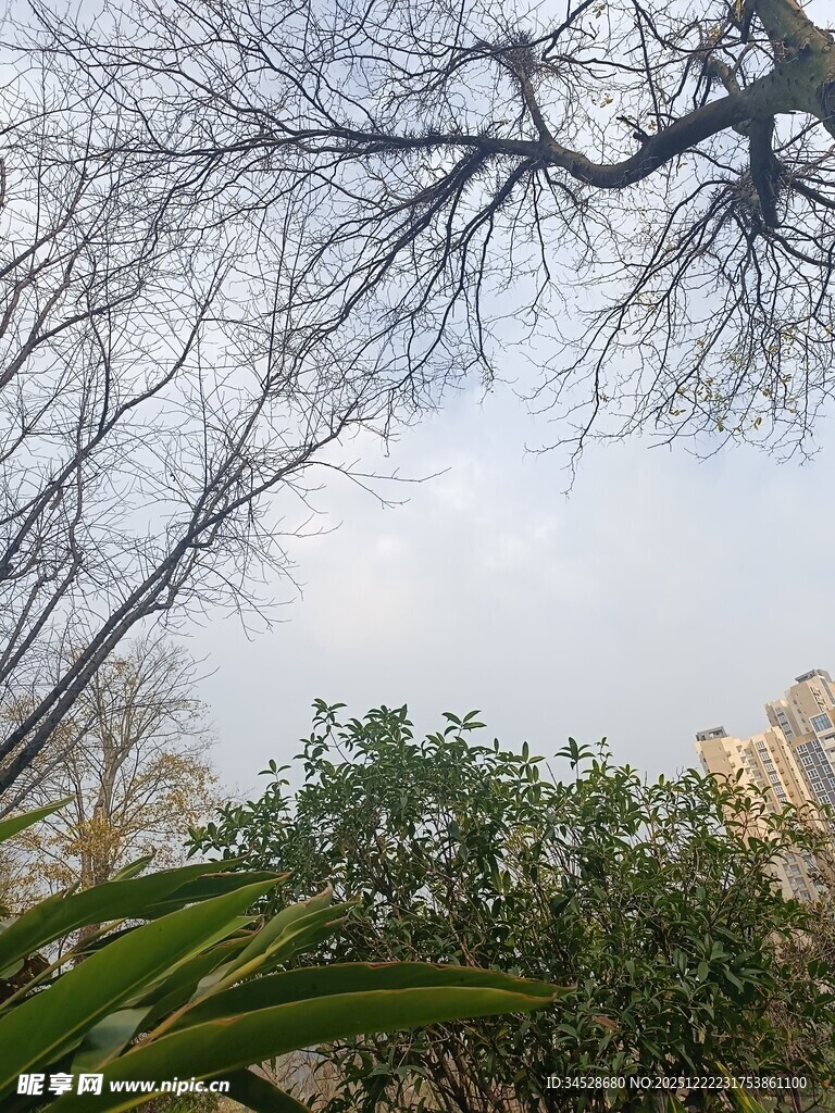 冬日枯树与绿植相映