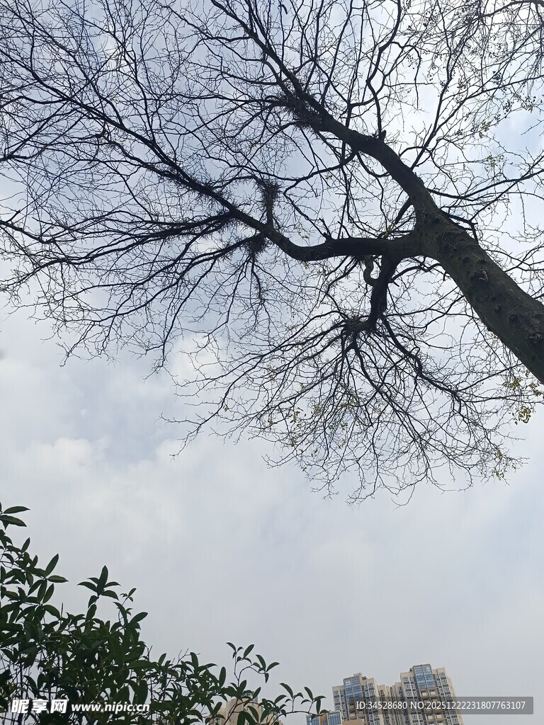 冬日枯树与远处高楼